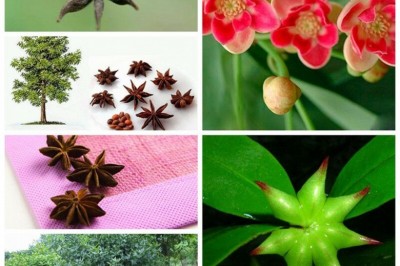 Cây dược liệu cây Hồi, Đại hồi - lllicium verum Hook. f et Thoms