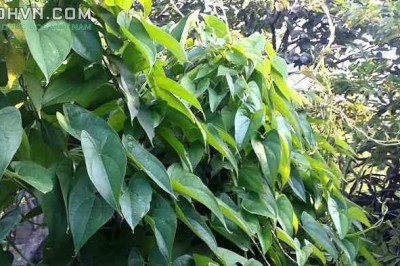 Cây dược liệu cây Củ mài, Khoai mài - Dioscorea persimilis Prain et Burk