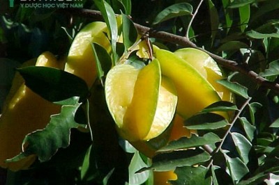 Cây dược liệu cây Khế - Averrhoa carambola L