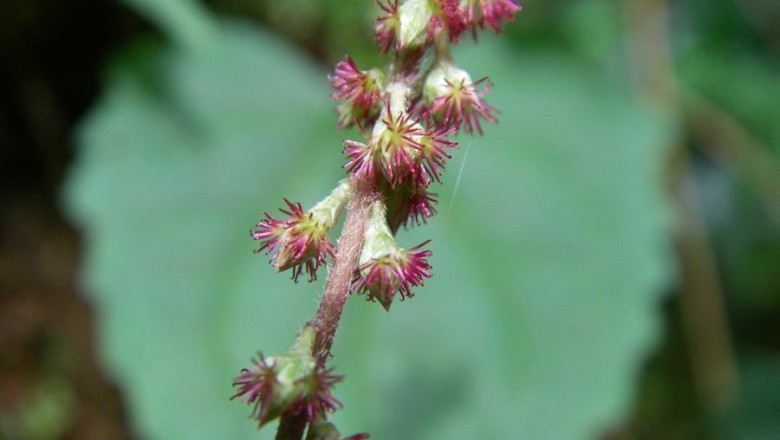 Cây dược liệu cây Cỏ xước bông đỏ, Ðơn đỏ ngọn, Cỏ cước dài - Cyathula prostrata (L.), Blume
