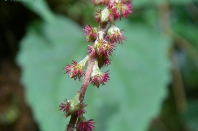 Cây dược liệu cây Cỏ xước bông đỏ, Ðơn đỏ ngọn, Cỏ cước dài - Cyathula prostrata (L.), Blume