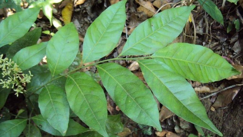 Cây dược liệu cây Củ khỉ, Vương tùng, Hồng bì núi - Clausena indica (Dalz.) Oliv