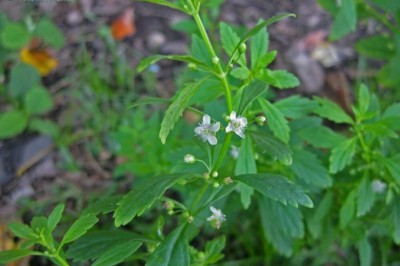 Cây dược liệu cây Cam thảo đất, Cam thảo nam - Scoparia dulcis L