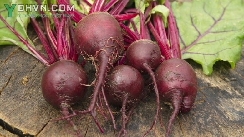 Cây dược liệu cây Củ dền - Beta vulgaris L
