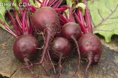 Cây dược liệu cây Củ dền - Beta vulgaris L