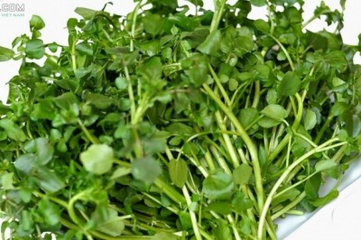 Cây dược liệu cây Cải soong hay Cải xoong, Xà lách xoong - Rorippa nasturtium - aquaticum (L.) Hayek ex Mansf. (Nasturtium officinale R. Br.)