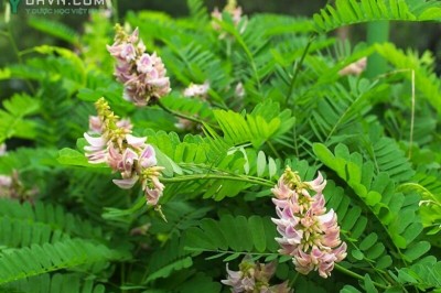 Cây dược liệu cây Cam thảo dây, Cườm thảo, Dây chi chi, Dây cườm cườm, Tương tư đằng - Abrus precatorius L