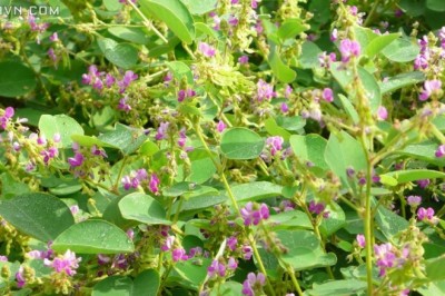 Cây dược liệu cây Vẩy rồng, Cây mắt trâu, Kim tiền thảo - Desmodium styracifolium (Osb.) Merr