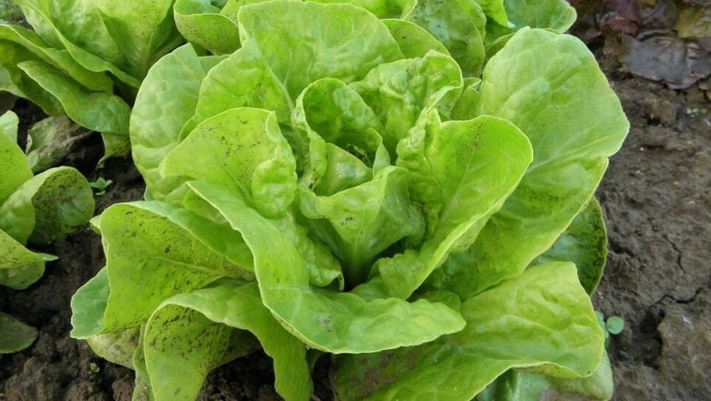 Cây dược liệu cây Xà lách - Lactuca sativa L. var. capitata L