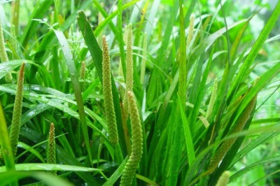 Cây dược liệu cây Thủy xương bồ, Xương bồ, Bạch bồ - Acorus calamus L