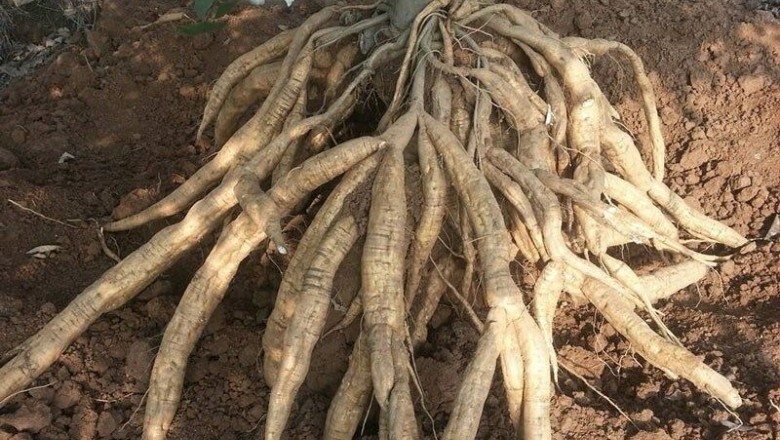 Cây dược liệu cây Sắn dây, Sắn cơm - Pueraria thomsonii Benth