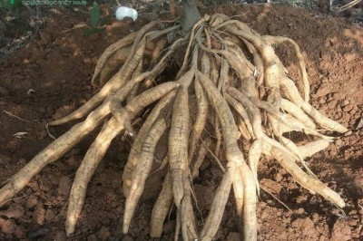Cây dược liệu cây Sắn dây, Sắn cơm - Pueraria thomsonii Benth