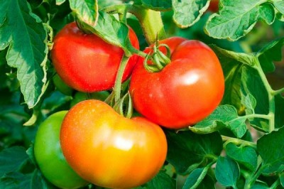 Cây dược liệu cây Cà chua - Lycopersicon esculentum Mill