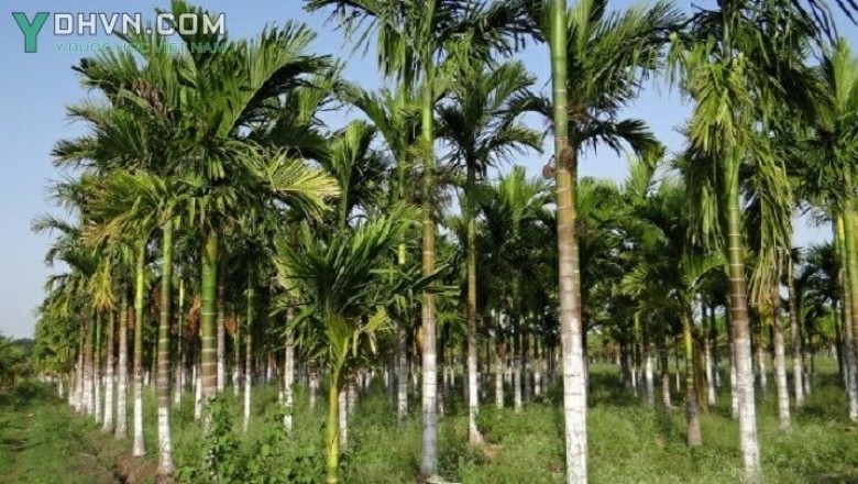 Cây dược liệu cây Cau - Areca catechu L