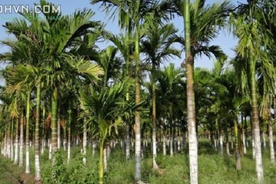 Cây dược liệu cây Cau - Areca catechu L