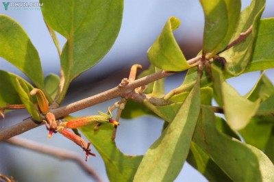Cây dược liệu cây Tầm gửi quả chùy, Mộc vệ ký sinh - Scurrula parasitica L. (Loranthus parasiticus (L.) Merr., Taxillus parasitica (L.) Ban)