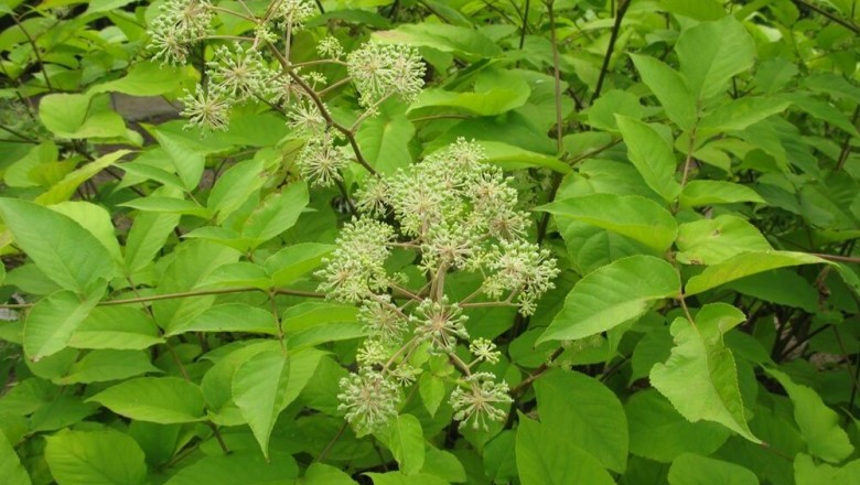 Cây dược liệu cây Thổ đương quy, Ðộc hoạt - Aralia cordata Thunb