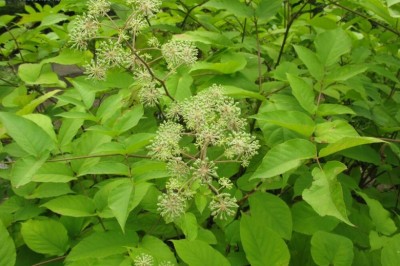 Cây dược liệu cây Thổ đương quy, Ðộc hoạt - Aralia cordata Thunb