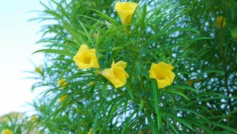 Cây dược liệu cây Thông thiên - Thevetia peruviana (Pars.) K. Schum