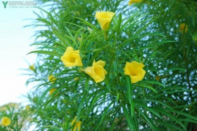 Cây dược liệu cây Thông thiên - Thevetia peruviana (Pars.) K. Schum