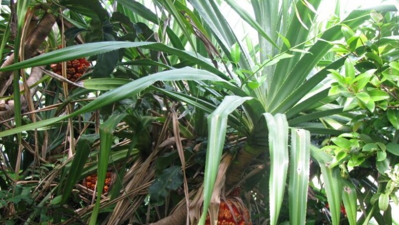 Cây dược liệu cây Dứa gỗ - Pandanus odoratissimus L.f. (P. tectorius Park. ex Z.)