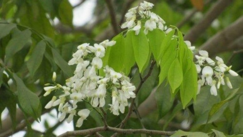 Cây dược liệu cây Thàn mát, Cây duốc cá, Mát đánh cá - Milletia ichthyochtona Drake