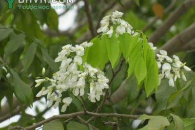 Cây dược liệu cây Thàn mát, Cây duốc cá, Mát đánh cá - Milletia ichthyochtona Drake