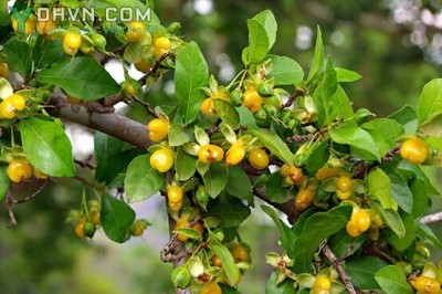 Cây dược liệu cây Duối hay Ruối, Duối nhám- Streblus asper Lour