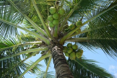 Cây dược liệu cây Dừa -Cocos nucifera L