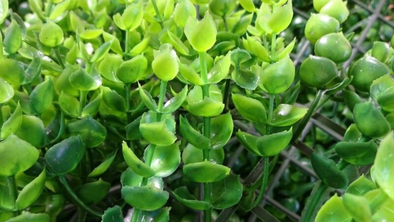 Cây dược liệu cây Tai chuột, Dây hạt bí, Mộc tiền - Dischidia acuminata Cost.