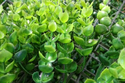 Cây dược liệu cây Tai chuột, Dây hạt bí, Mộc tiền - Dischidia acuminata Cost.