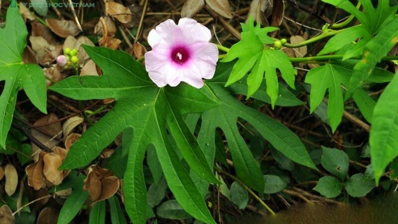 Cây dược liệu cây Tầm sét, Khoai xiêm, Bìm bìm xẻ ngón, Bìm tay - Ipomoea digitata L
