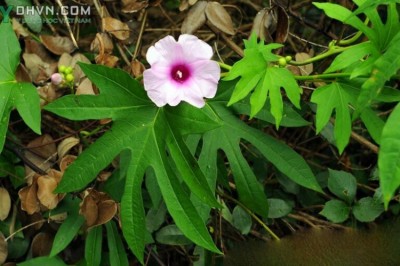 Cây dược liệu cây Tầm sét, Khoai xiêm, Bìm bìm xẻ ngón, Bìm tay - Ipomoea digitata L