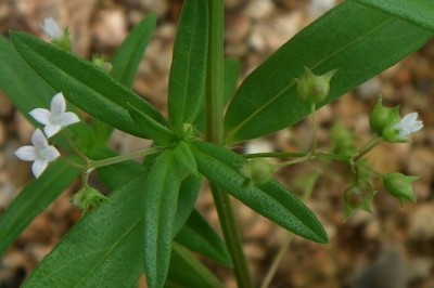Cây dược liệu cây Lưỡi rắn, Bòi ngòi ngù, Vỏ chu - Hedyotis corymbosa (L.) Lam