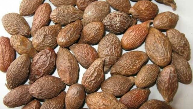 Cây dược liệu cây Lười ươi - Scaphium lychnophorum (Hance) Kost. (Sterculia lychnophora Hance)