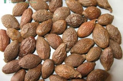 Cây dược liệu cây Lười ươi - Scaphium lychnophorum (Hance) Kost. (Sterculia lychnophora Hance)