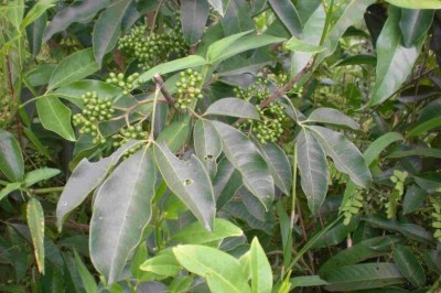 Cây dược liệu cây Ba chạc, Chè đắng, Chè cỏ, Cây dầu dầu - Euodia lepta (Spreing) Merr