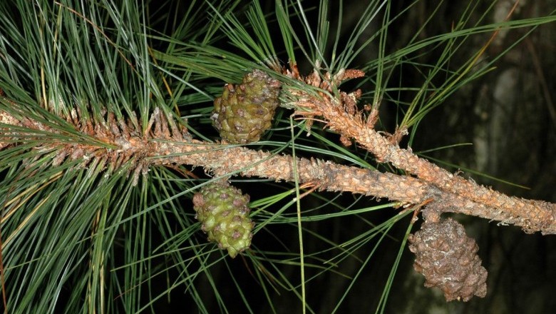 Cây dược liệu cây Thông ba lá, Ngo - Pinus kesiya Royle ex Gordon (P. khasya Hook. f.)