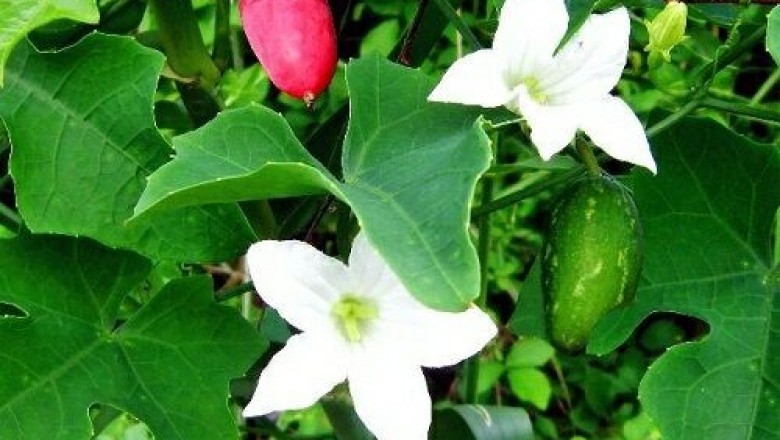 Cây dược liệu cây Mảnh bát, Dây bình bát - Coccinia grandis (L) Voigt