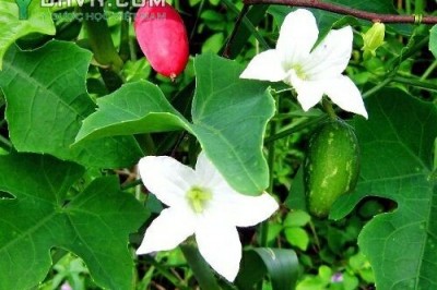 Cây dược liệu cây Mảnh bát, Dây bình bát - Coccinia grandis (L) Voigt