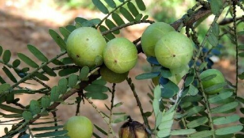 Cây dược liệu cây Me rừng, Chùm ruột núi - Phyllanthus emblica L