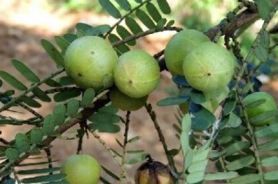 Cây dược liệu cây Me rừng, Chùm ruột núi - Phyllanthus emblica L