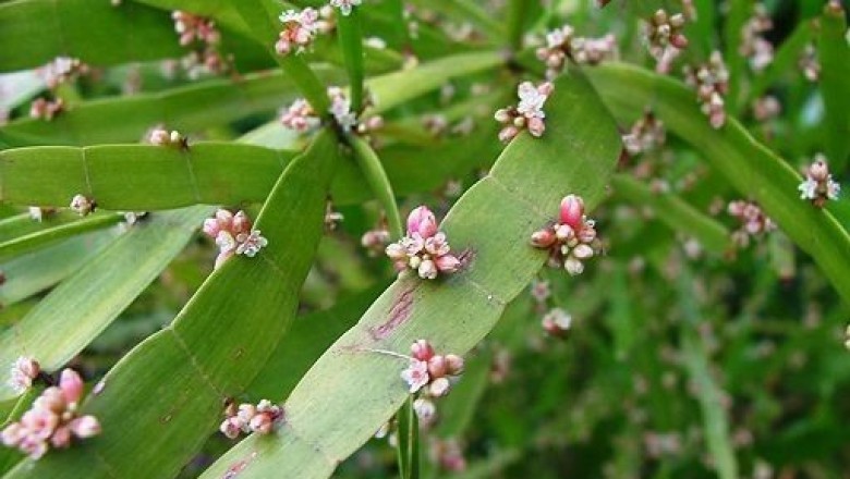 Cây dược liệu cây Trúc tiết, Lân bách - Homalocladium platycladum (F. Muelle ex Hook.) Bailey (Muehlenbeckia platyclada (F. Muell ex Hook.) Meisn)