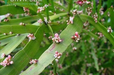 Cây dược liệu cây Trúc tiết, Lân bách - Homalocladium platycladum (F. Muelle ex Hook.) Bailey (Muehlenbeckia platyclada (F. Muell ex Hook.) Meisn)