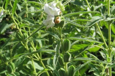 Cây dược liệu cây Vừng, Mè - Sesamum indicum L