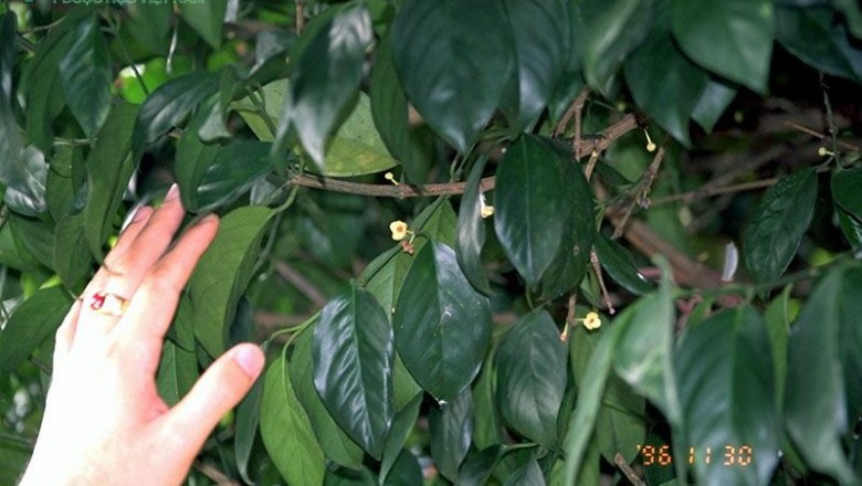 Cây dược liệu cây Ðằng hoàng - Vàng nghệ, Vàng nhựa - Garcinia hanburyi Hook. f