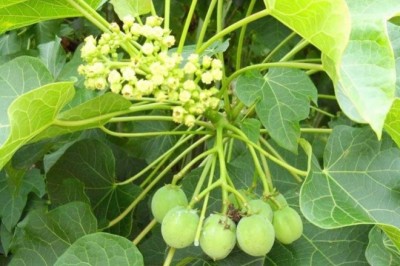 Cây dược liệu cây Dầu mè, Dầu lai, Đậu cọc rào, Ba đậu nam - Jatropha curcas L