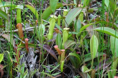 Cây dược liệu cây Nắp ấm, Bình nước kỳ quan - Nepenthes mirabilis (Lour.) Druce