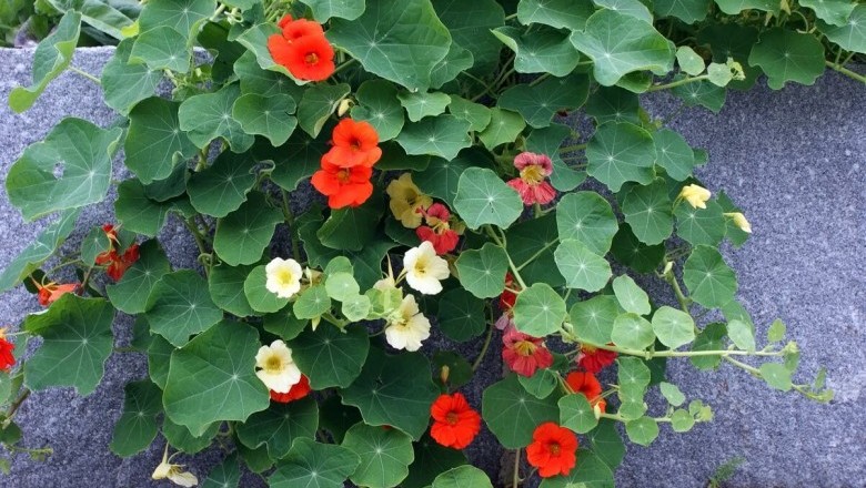 Cây dược liệu cây Sen cạn - Tropaeolum majus L