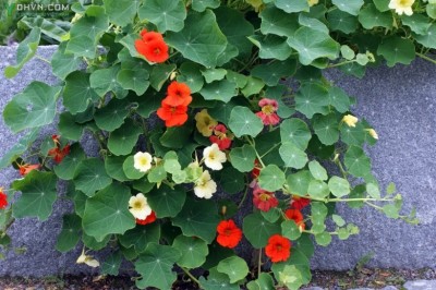 Cây dược liệu cây Sen cạn - Tropaeolum majus L